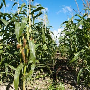 Close up of a corn field. Photo.