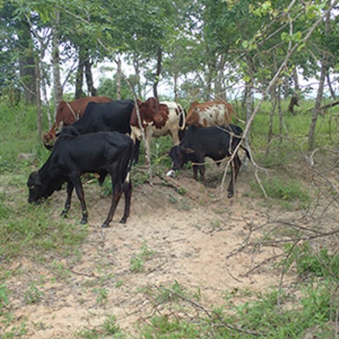 Miombo forest with trees and grazing cattle. Photo.