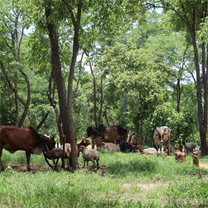 Livestock herd grazing in woodland. Photo. 