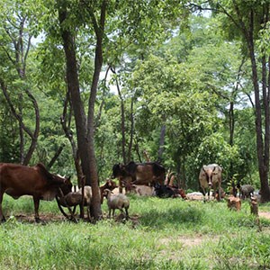 Livestock herd grazing in woodland. Photo.