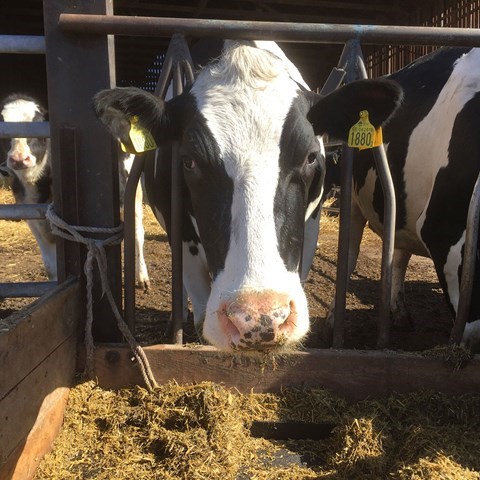 Close-up of black and white dairy cow eating roughage. Photo.