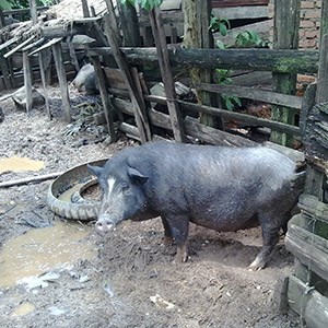 Moo Lath gris i Laos. Foto.