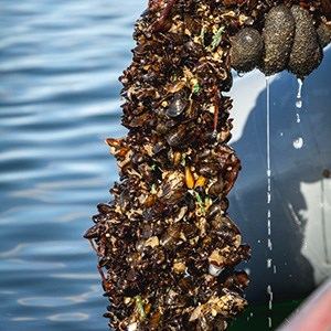 Närbild på musslor som dras upp ur vattnet. Foto. 