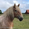 Närbild på en ljusbrun häst av ardennertyp. Foto. 