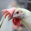 Close up of a white hen with big comb. Photo.