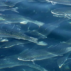 Several rainbow troats under water surface. Photo.