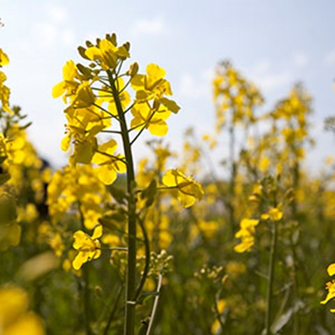 Close up of rapeseed field. Photo.