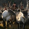 Två renar och en renskötare framifrån. Foto. 