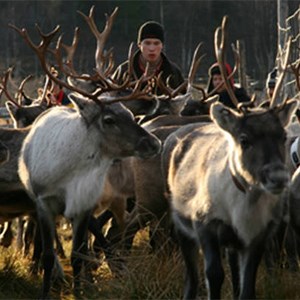 Two reindeer and one reindeer herder from the front. Photo.