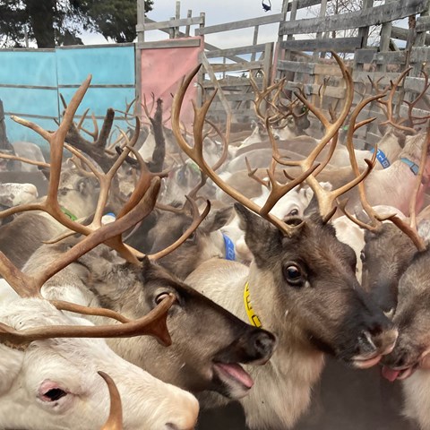 Many reindeer gathered in a pen. Photo.