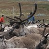 Close up of reindeer herd with two people in the background. Photo.