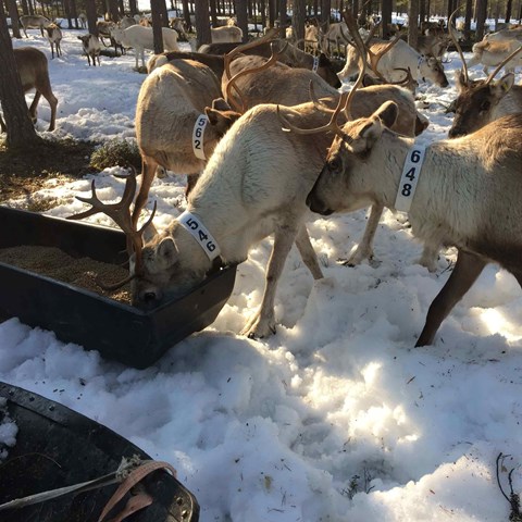 Reindeers, snow and trees. Photo. 