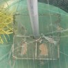 Shrimps in water. Photo. 