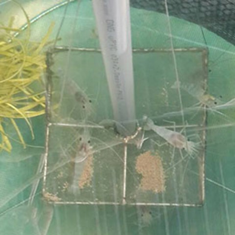 Shrimps in water. Photo. 