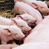 Piglets nursing on a sow. Photo.