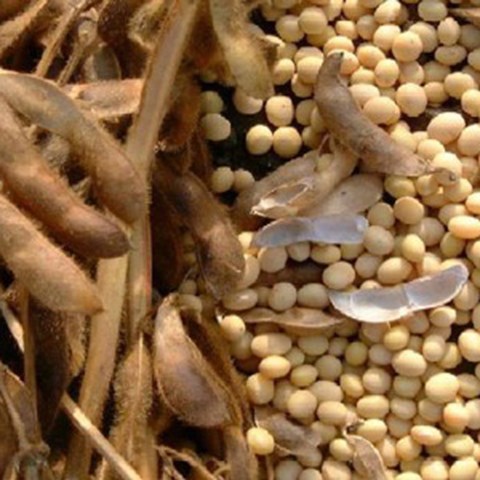 Närbild på torkade sojabönor och baljor. Foto. 