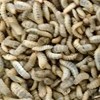 Close up of soldier fly larvae. Photo.