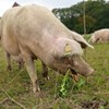 Sow eating a turnip outdoors. Photo.