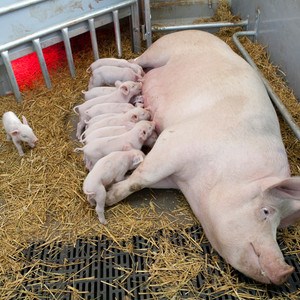Laying sow with nursing piglets. Photo.