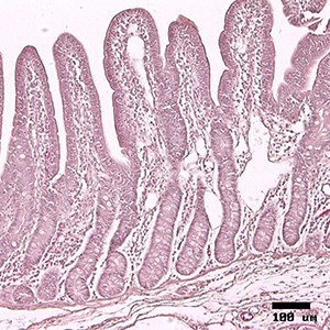Microscope image on intestinal epithelium. Photo.
