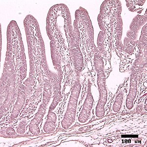 Mikroskopbild på tarmepitel. Foto. 