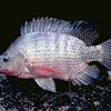 A Tilapia fish from the side. Photo.