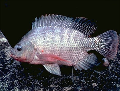 A Tilapia fish from the side. Photo.