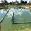 Tilapia culture in Tanzania. Photo.