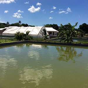 Tilapia farm in Tanzania. Photo.