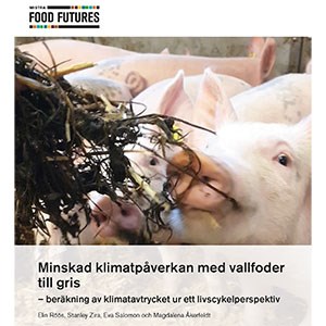 Picture of the cover of the report with some pigs eating forage. 