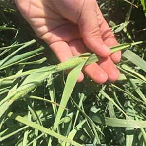 A bunch of forage crop that someone holds in their hand to the camera. Photo.