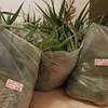Plastpåsar med klippt vass som ska analyseras. Foto.