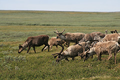 Grazing reindeer in terrain. Photo.