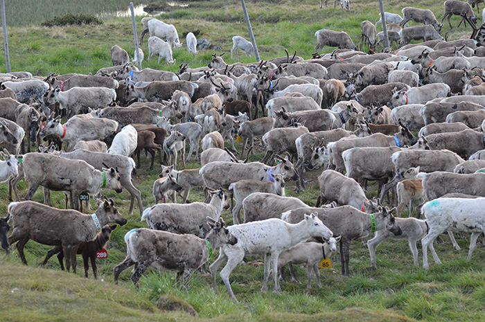 En renflock med kalvar som betar på gräs. Foto.