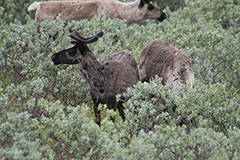 Three reindeer in willow area. Photo.