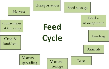 Feed cycle model overview. Picture.