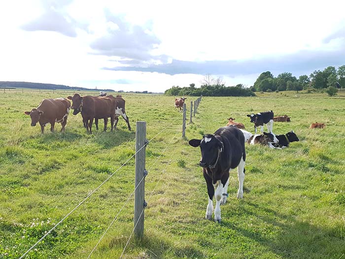 Cows and calves at pasture with electric fence in between. Photo.
