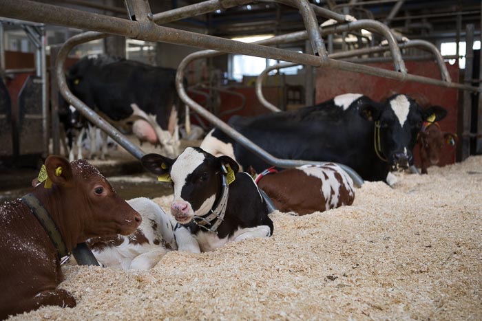 Calves resting in cubicles. Photo.