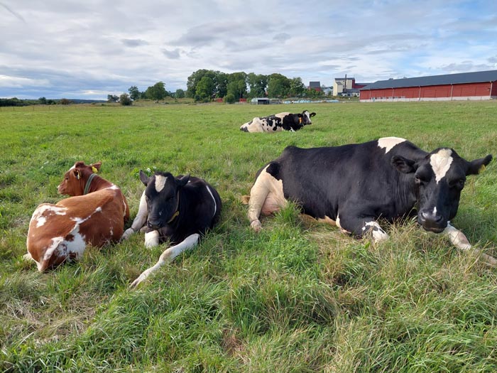 Cows and calves lying in the field at pasture. Photo.