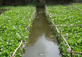 Vattenhyacinter. Foto.