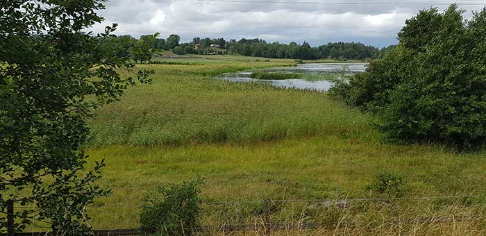 Vass vid sjö på långt håll. Foto. 