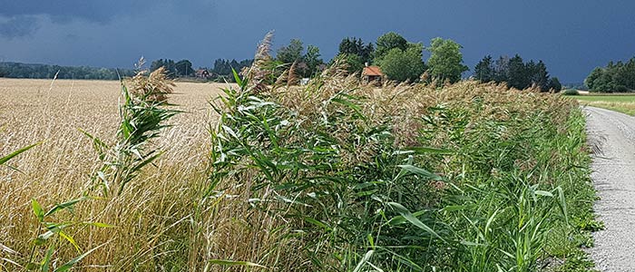 Vass vid åkerkant. Foto.