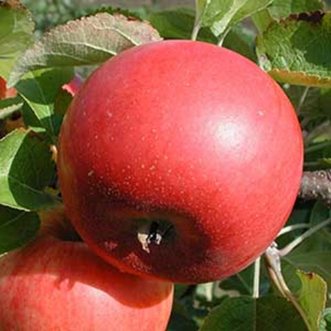 Rött äpple