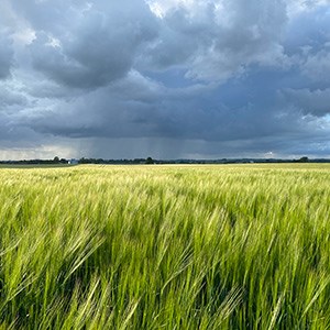 kornfält i ax mot stormig himmel