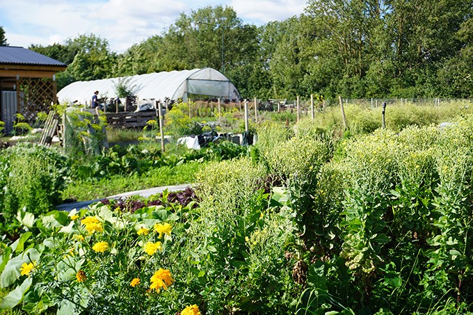 trädgård