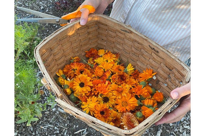 Orange blommor i korg