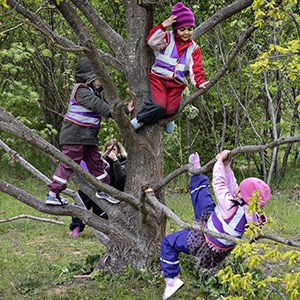 Tre barn klättrar i ett träd