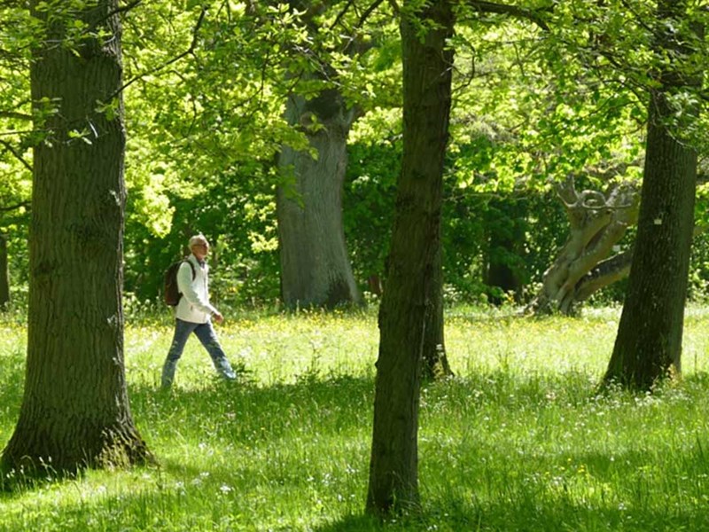 Man in white jacket crossing green meadow with trees.