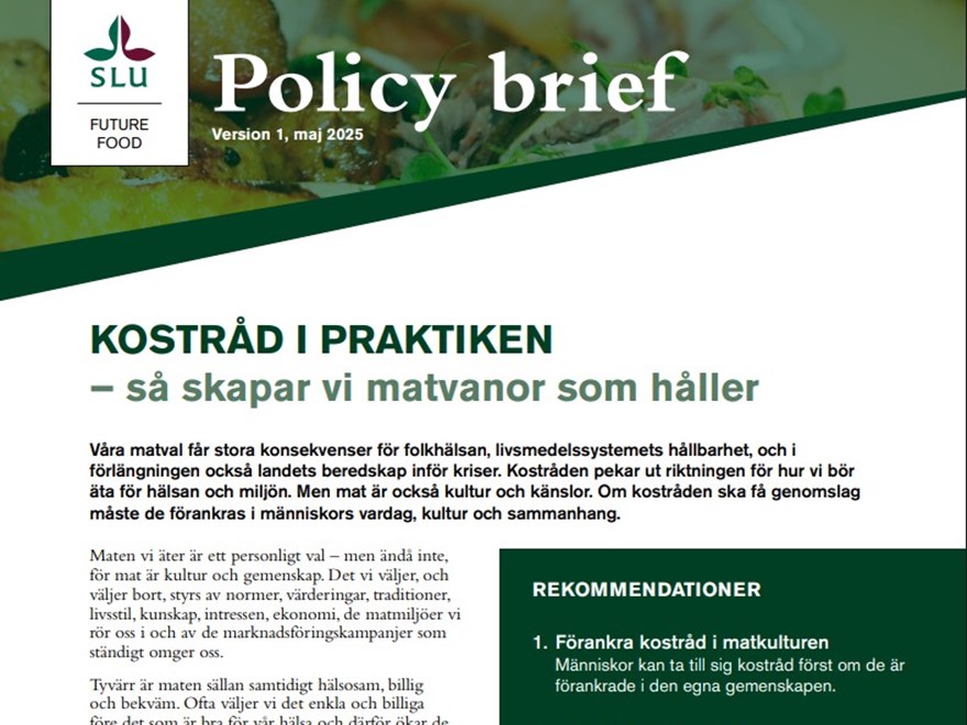 Skärmbild av policy brief