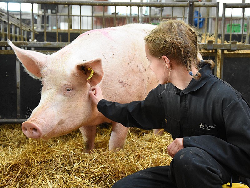 Pig
